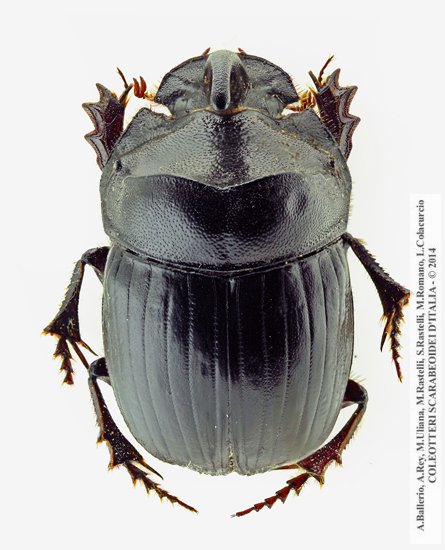 Copris hispanus cavolinii, maschio
